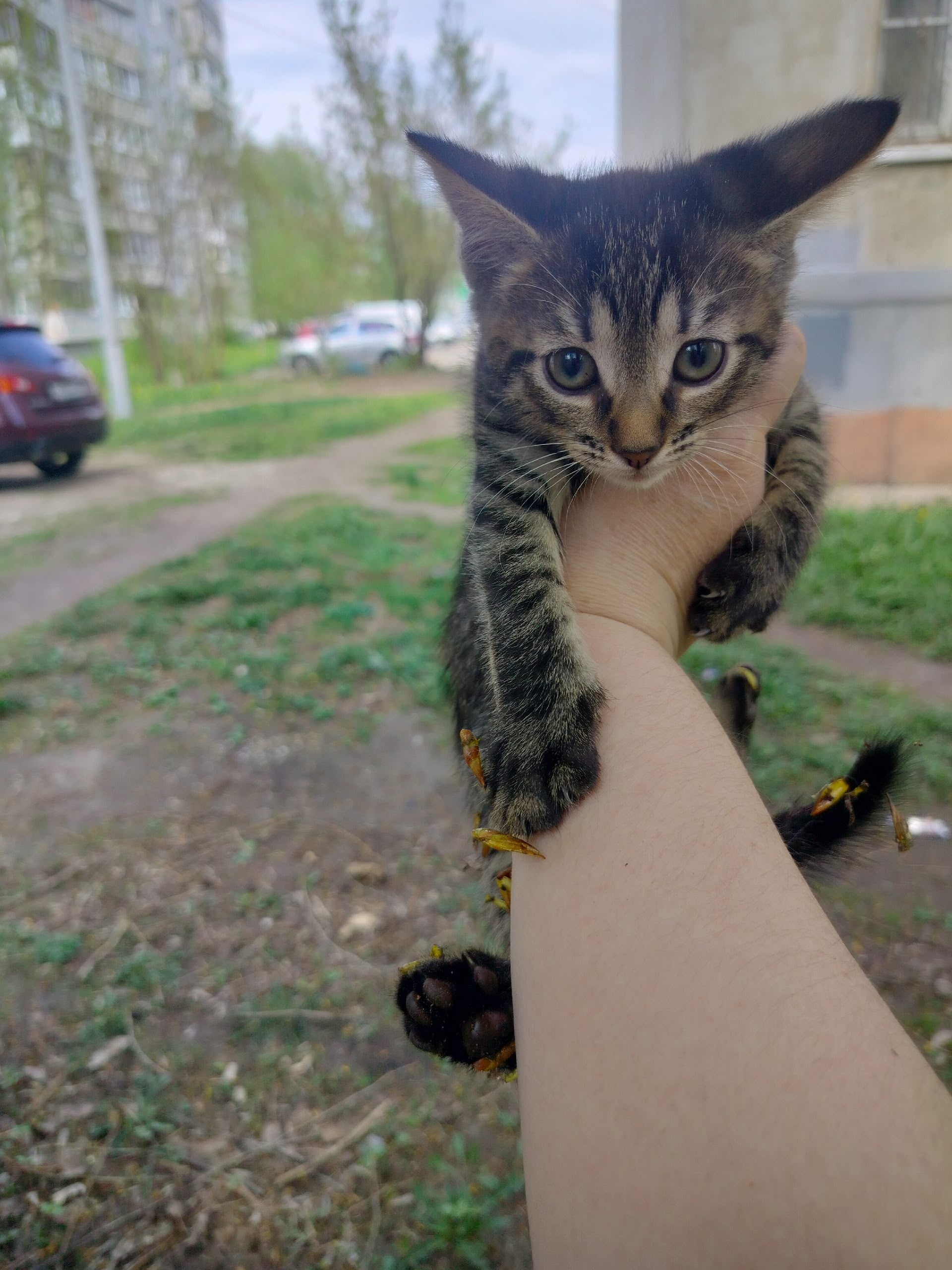 Найдена собака в Других городах — фото объявления