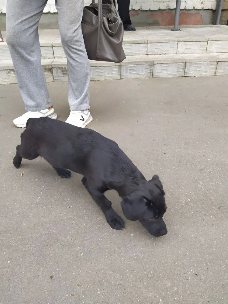 Найдена собака в Других городах — фото объявления