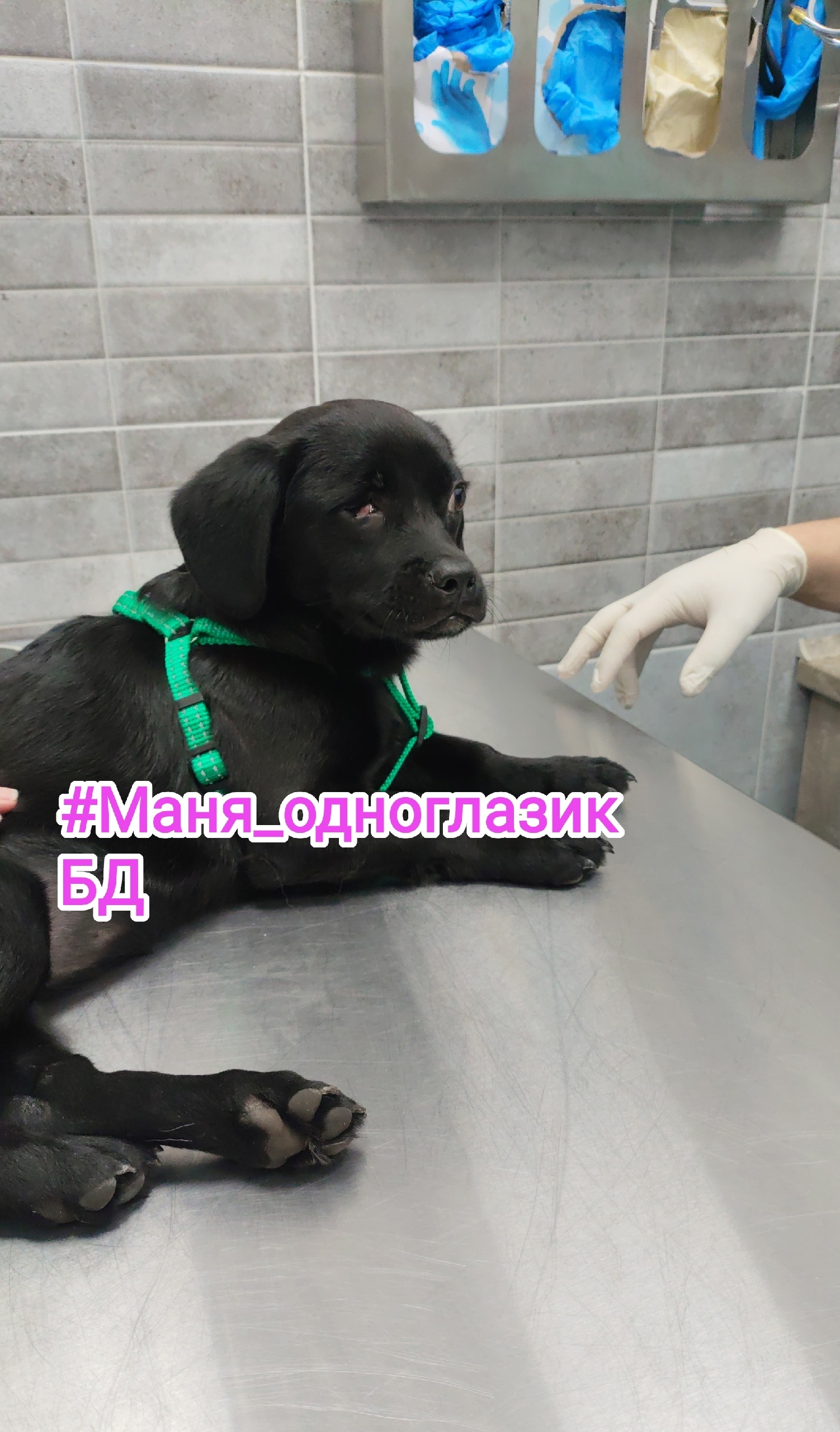 Найдена собака в Других городах — фото объявления