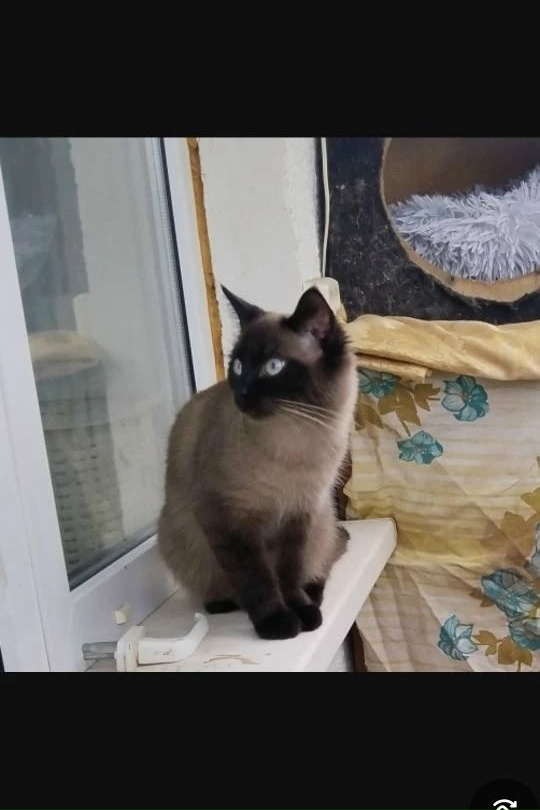 Найдена кошка в Других городах — фото объявления