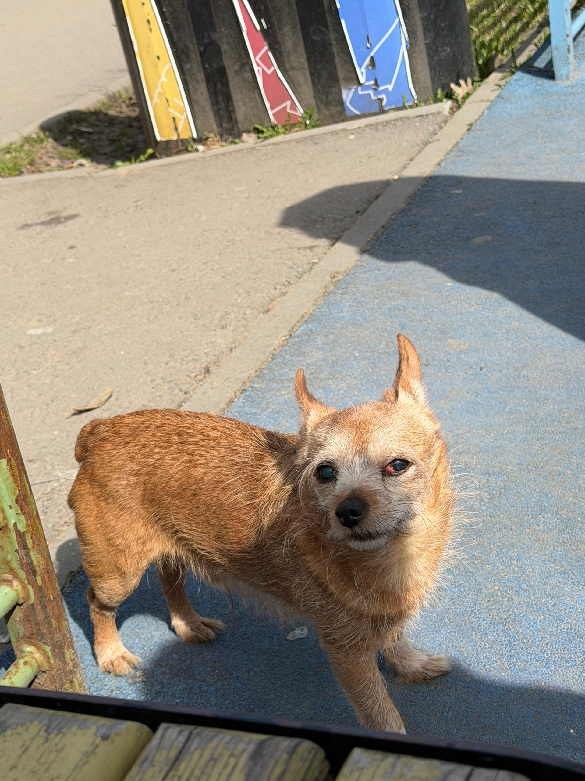 Пропала собака в Долгопрудном — Объявление о питомце в Долгопрудные