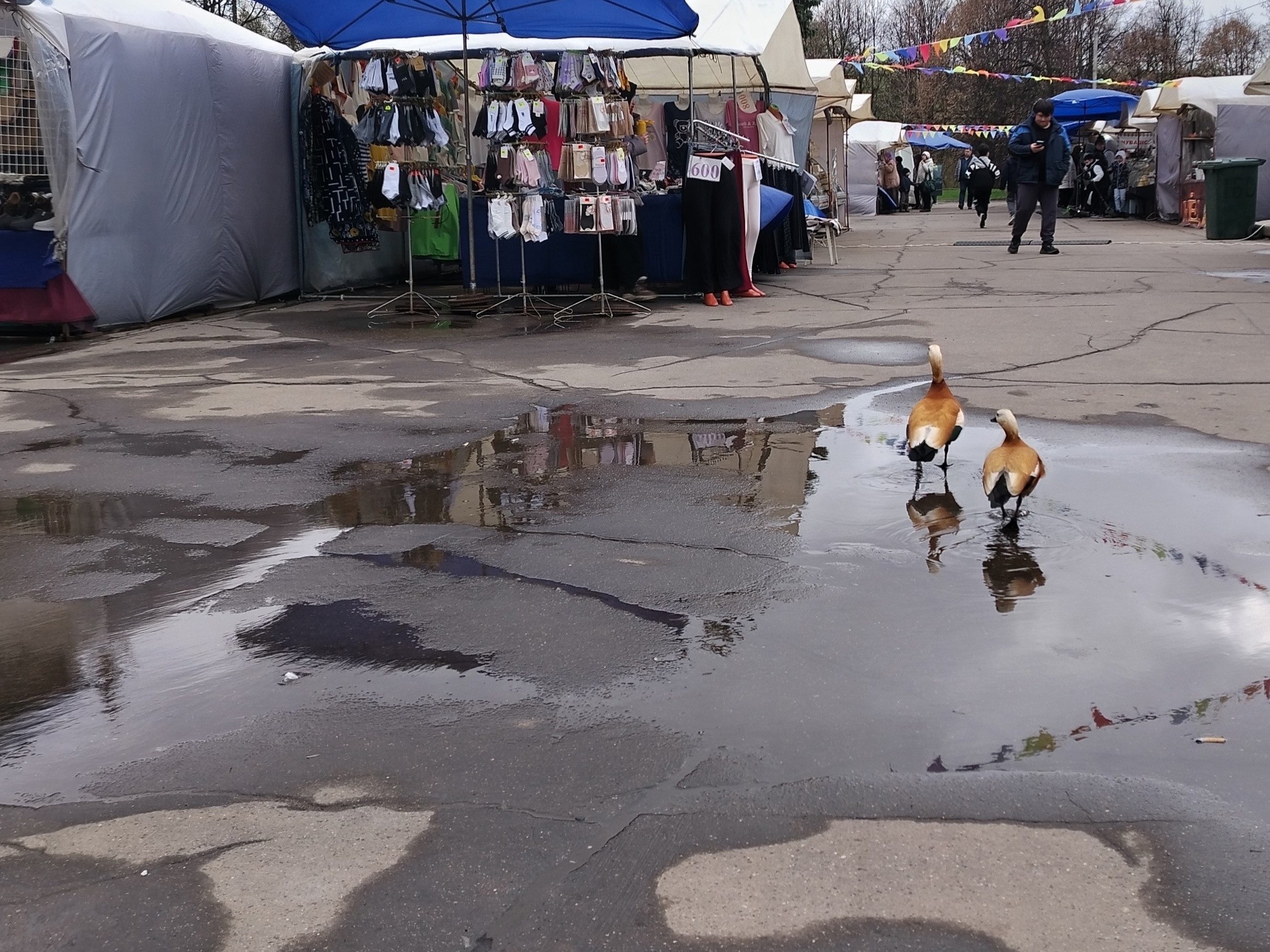 Объявление о питомце в Долгопрудном — Объявление о питомце в Долгопрудные