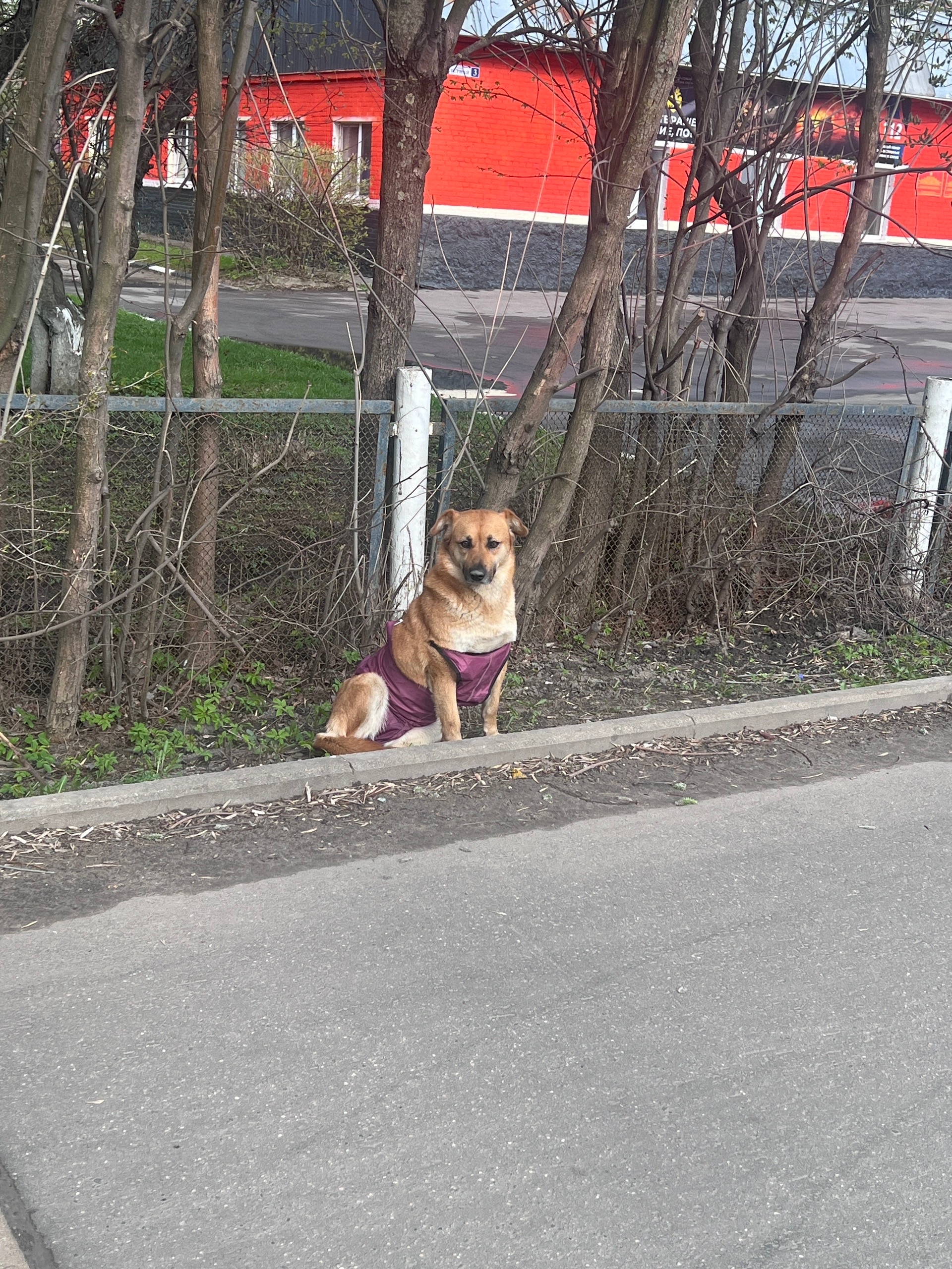Пропала собака в Долгопрудном — фото объявления
