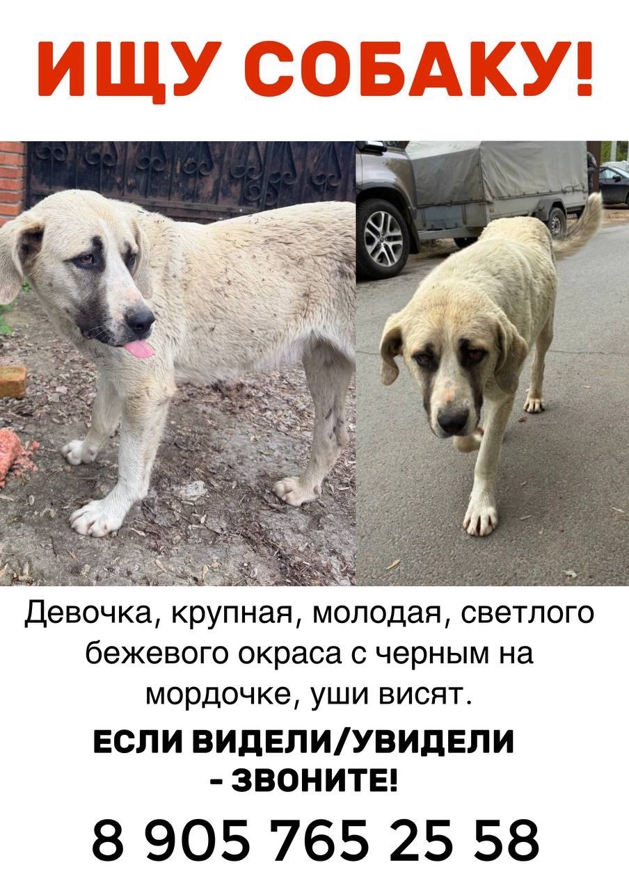 Найдена собака в Долгопрудном — фото объявления