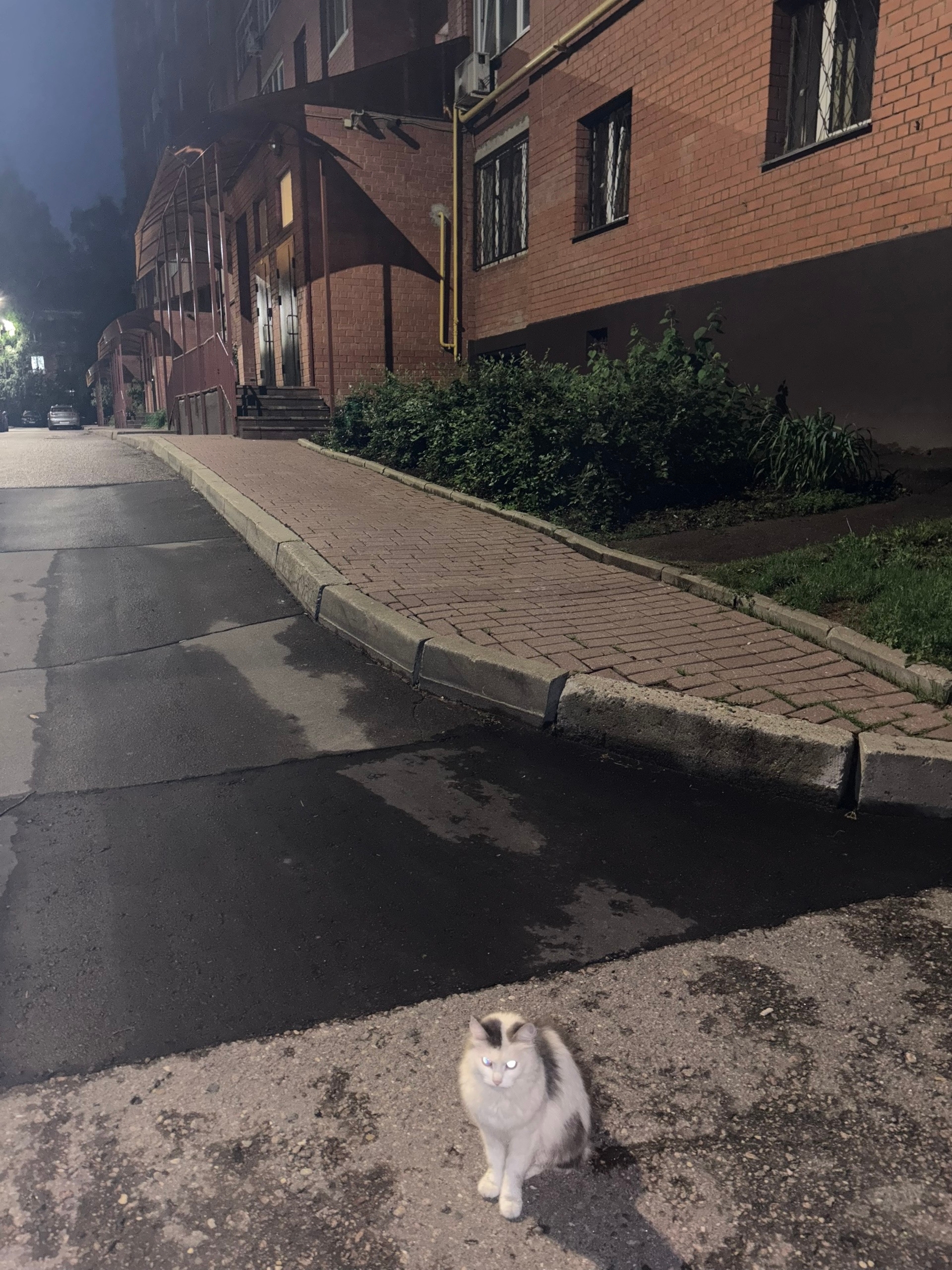 Объявление о питомце в Долгопрудном — фото объявления