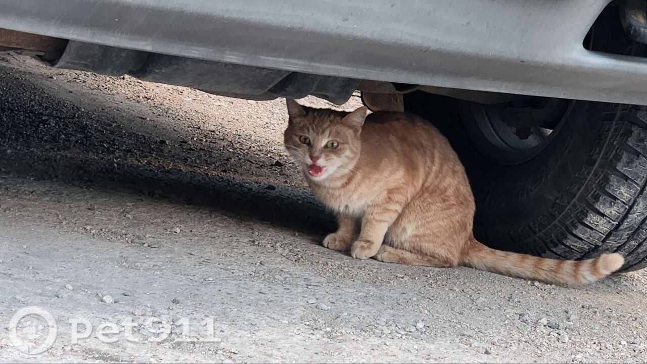 Найдена кошка в Реутове — фото объявления