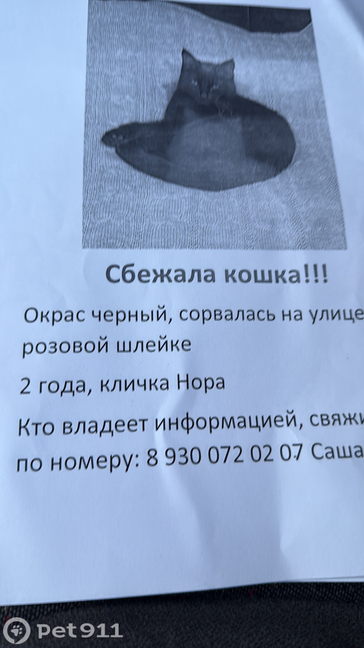 Найдена кошка в Реутове — фото объявления