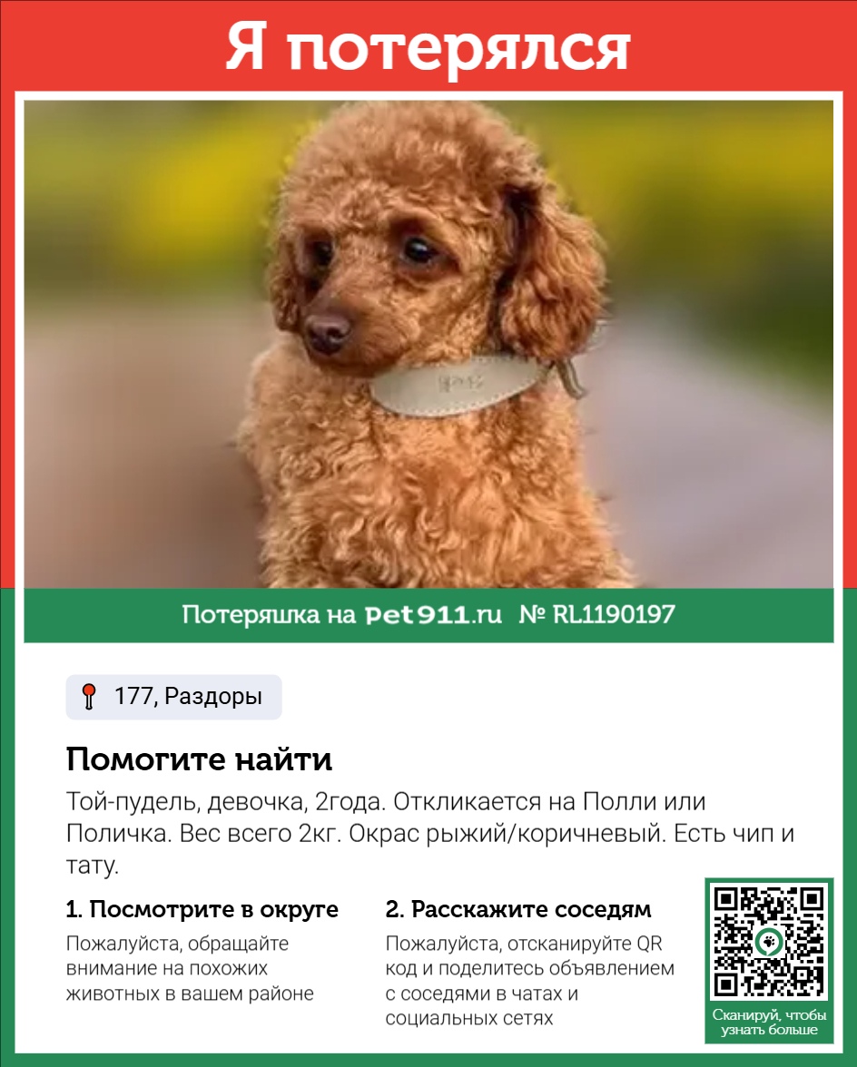 Найдена собака в Реутове — фото объявления