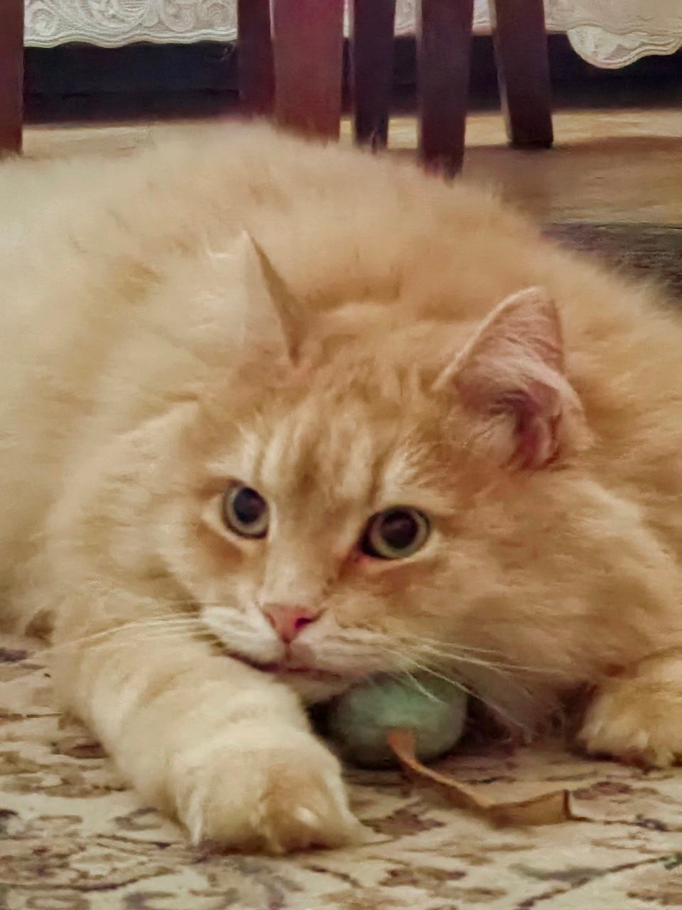 Пропала кошка в Жуковском — фото объявления