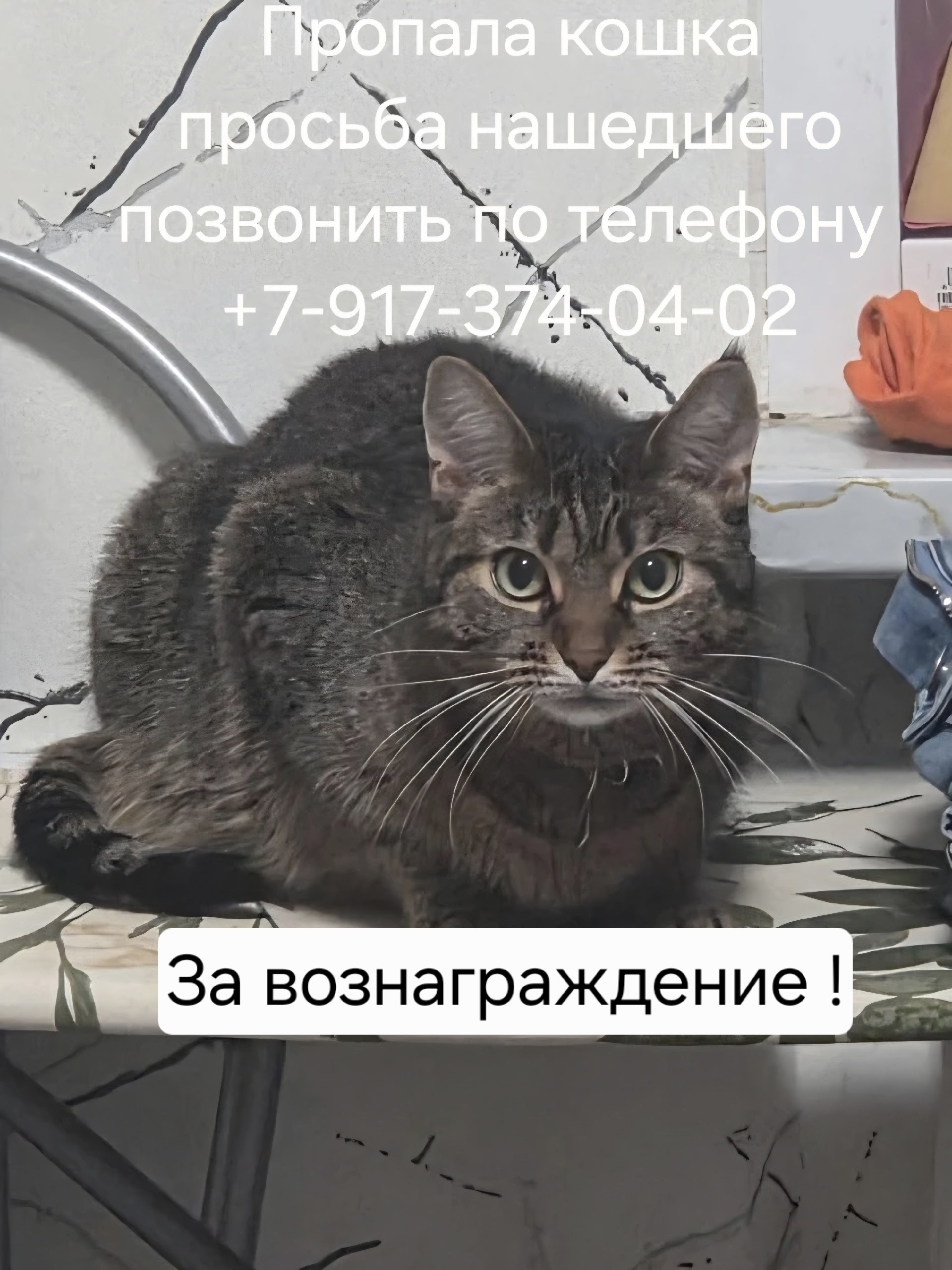 Найденная кошка в Жуковском Найдена кошка в Жуковском — фото объявления