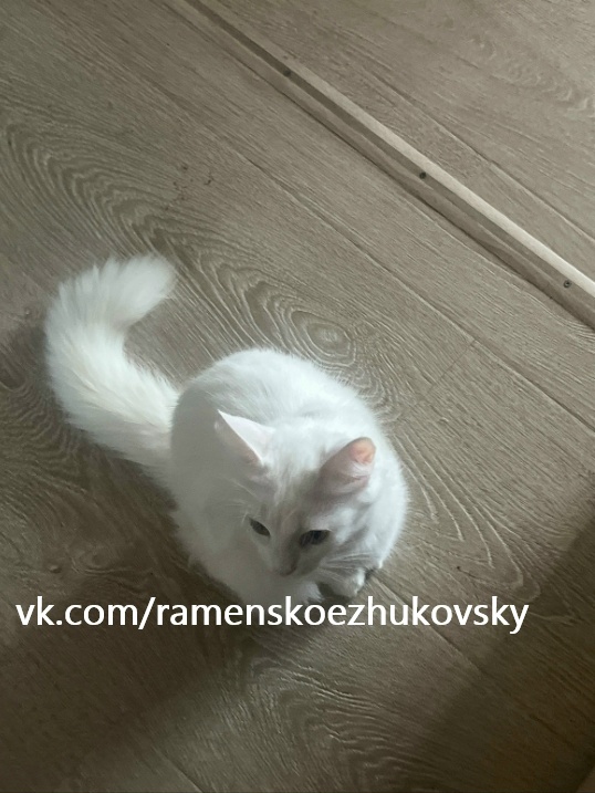 Найденная кошка в Жуковском Найдена кошка в Жуковском — фото объявления