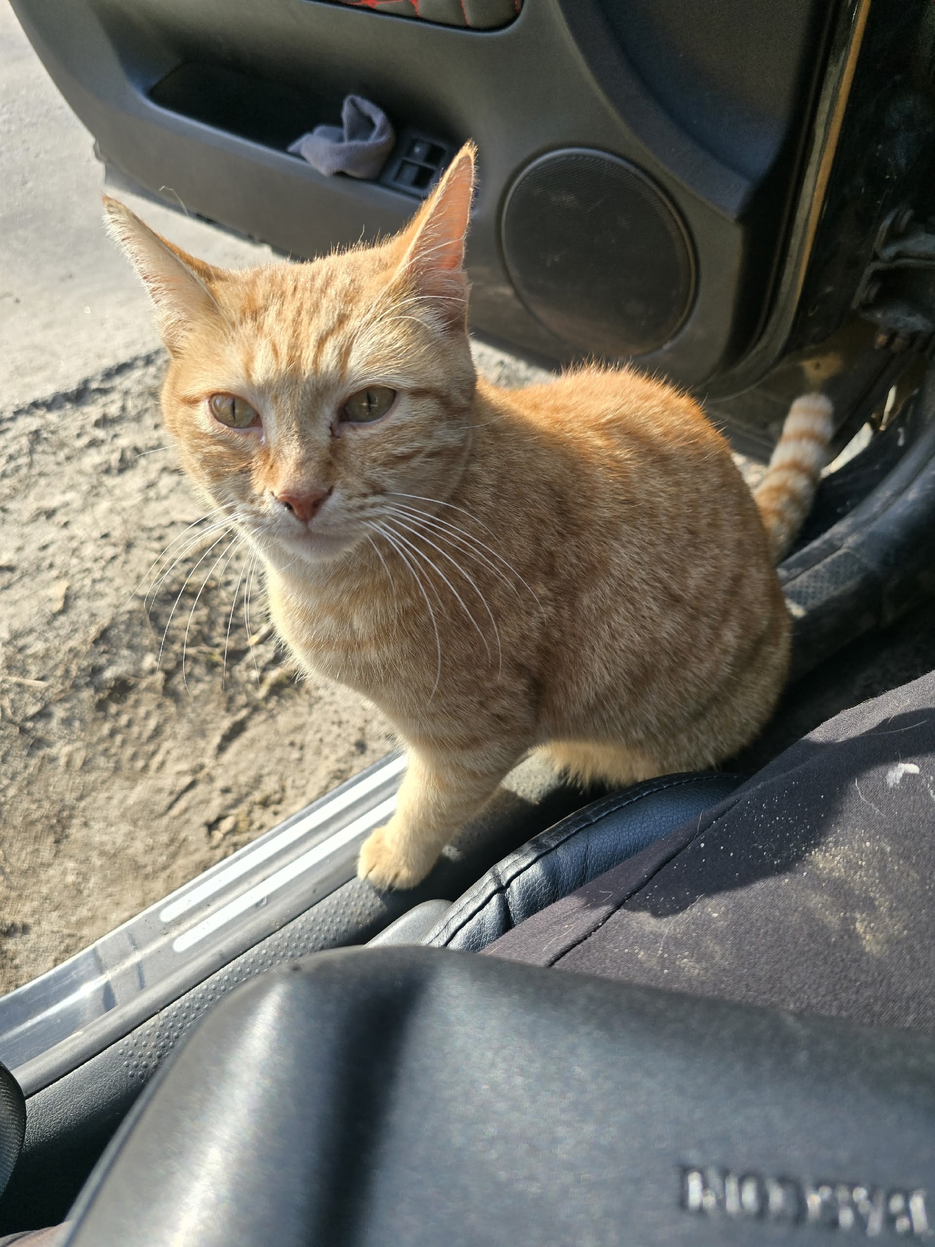 Пропала кошка в Жуковском — фото объявления