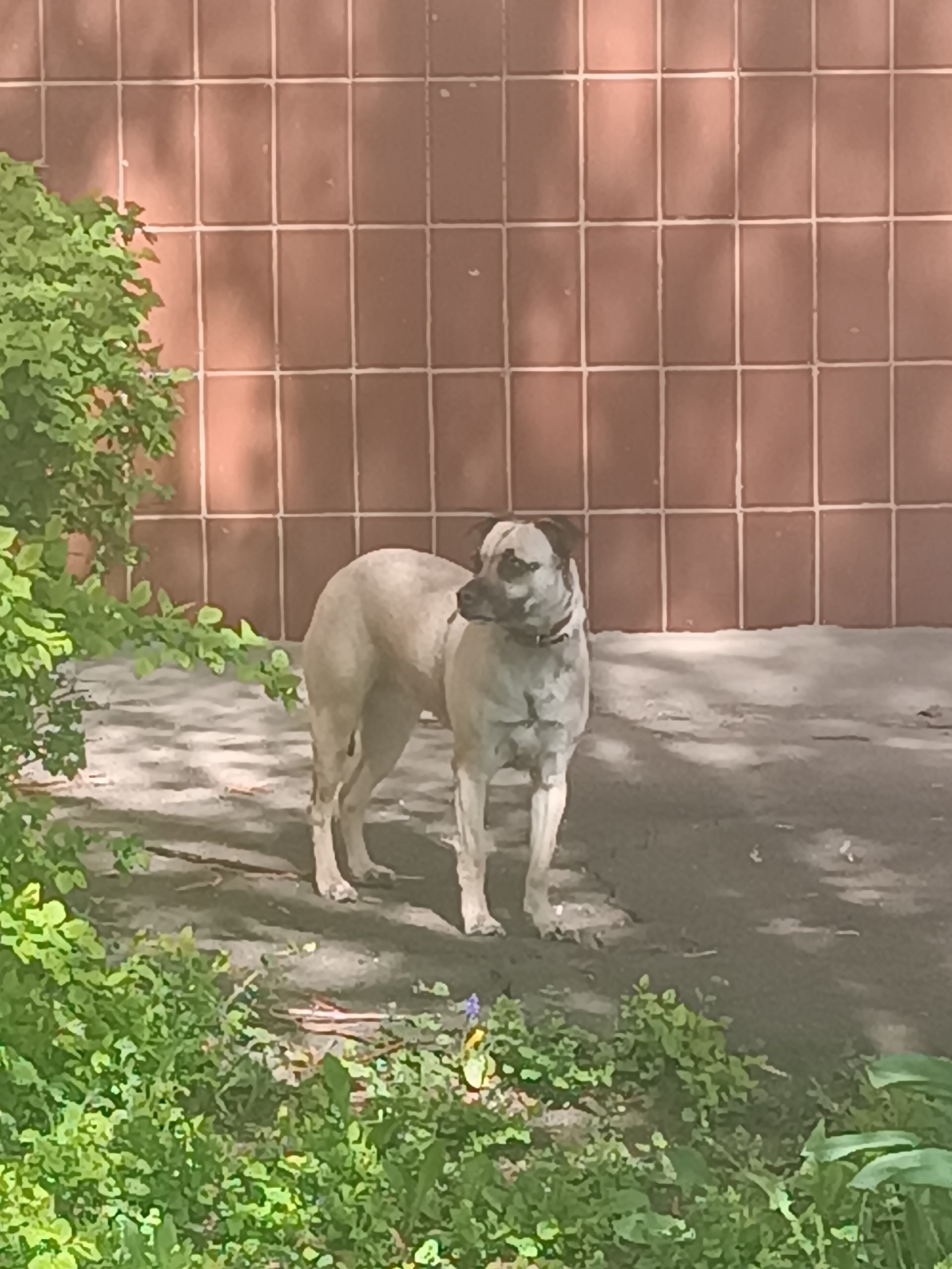 Пропала собака в Жуковском — Объявление о питомце в Жуковские