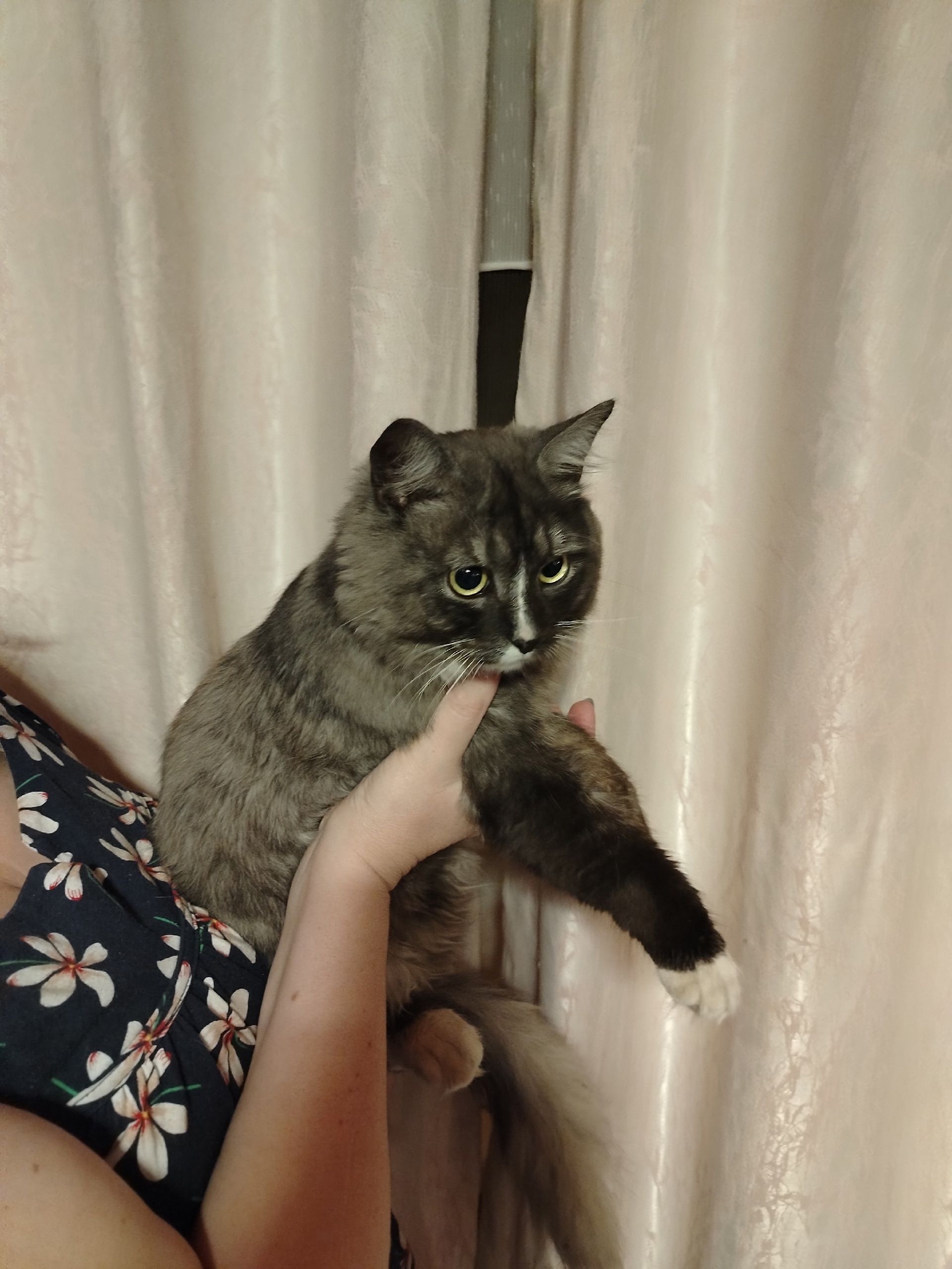 Найдена кошка в Ногинске — фото объявления