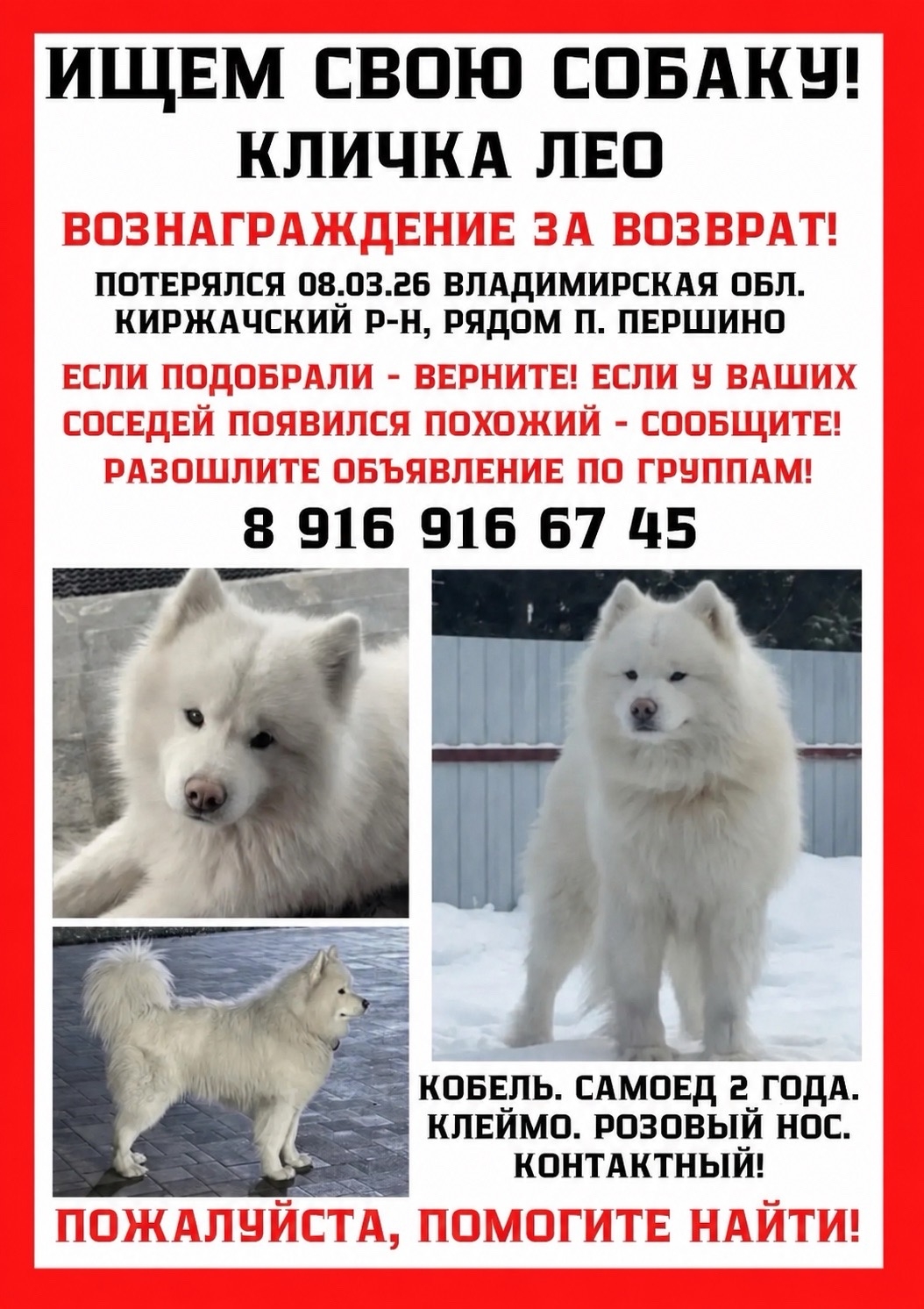 Найдена собака в Ногинске — фото объявления