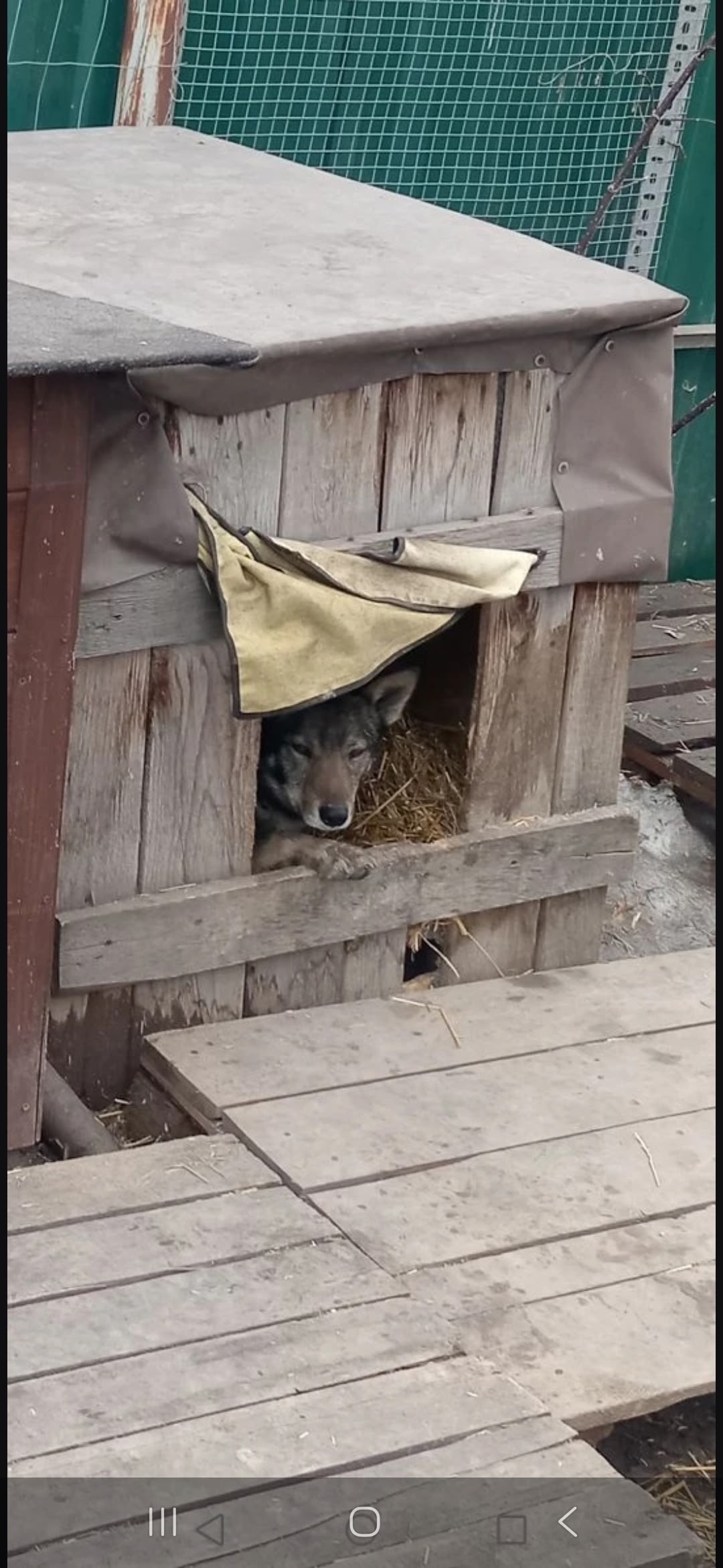 Пропала собака в Бердске