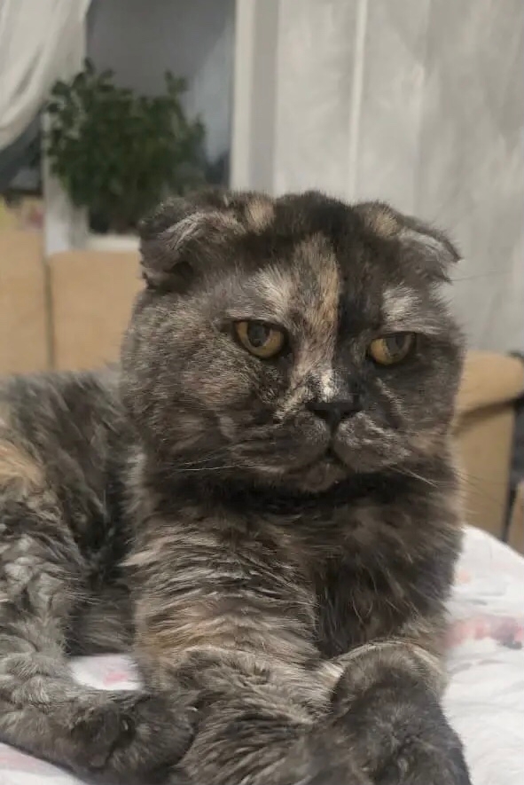 Найден питомец в Бердске