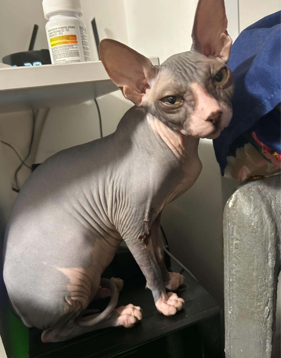 Пропала кошка в Бердске