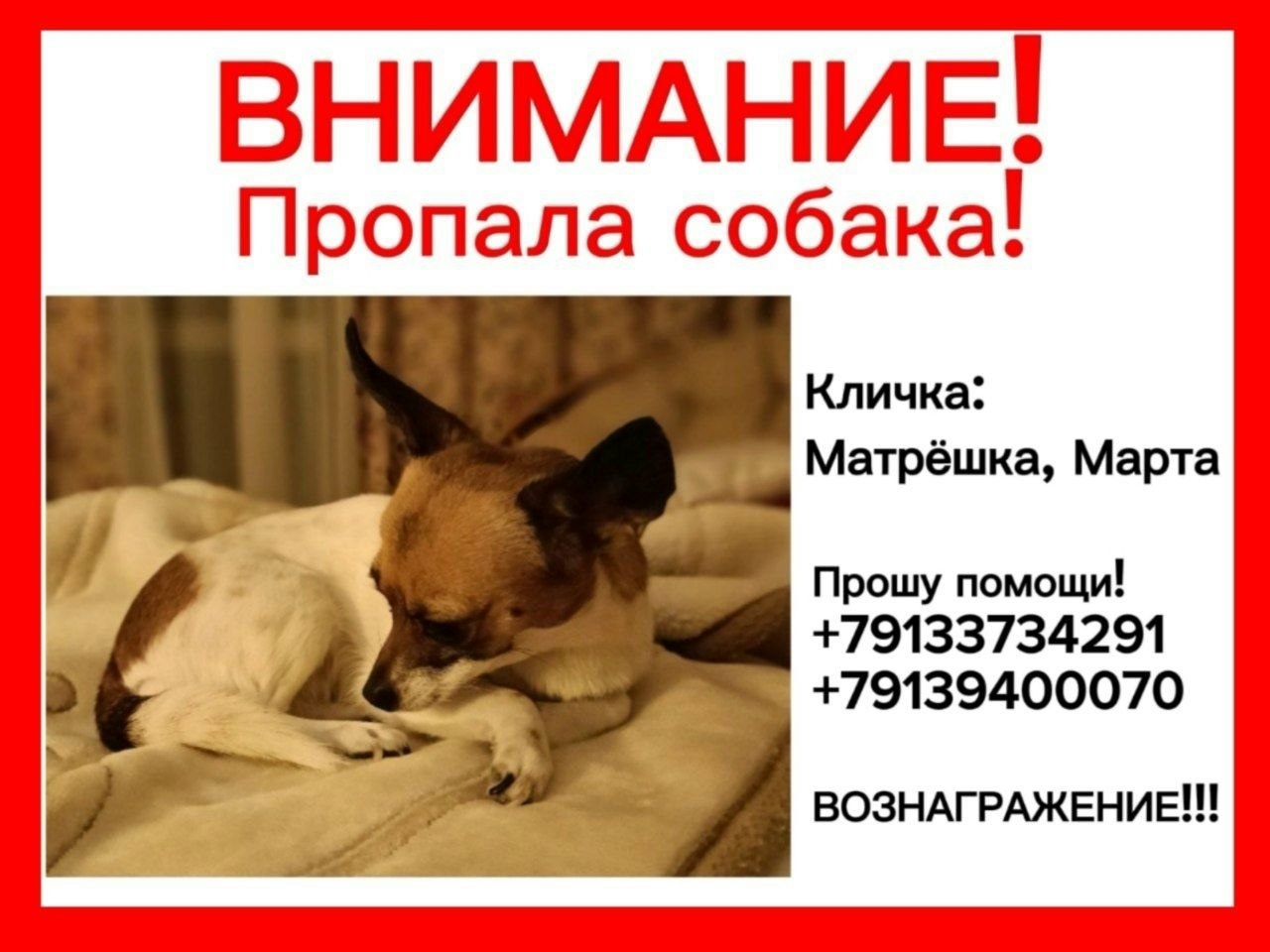 Найдена собака в Бердске — фото объявления