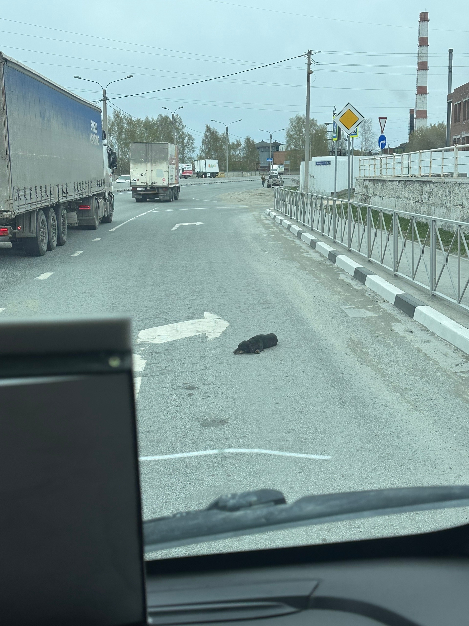 Найдена собака в Бердске — фото объявления