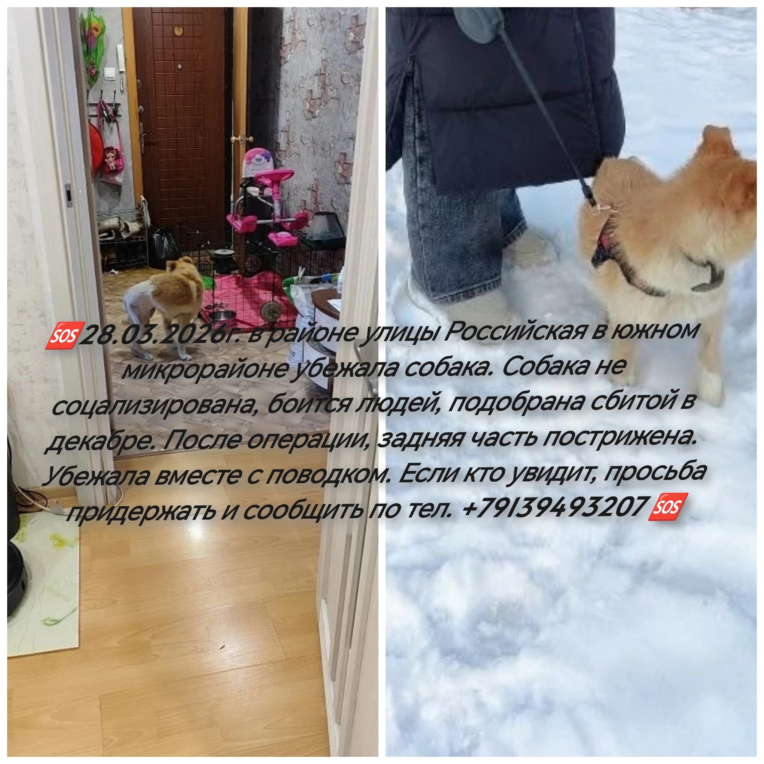 Найдена собака в Бердске — фото объявления