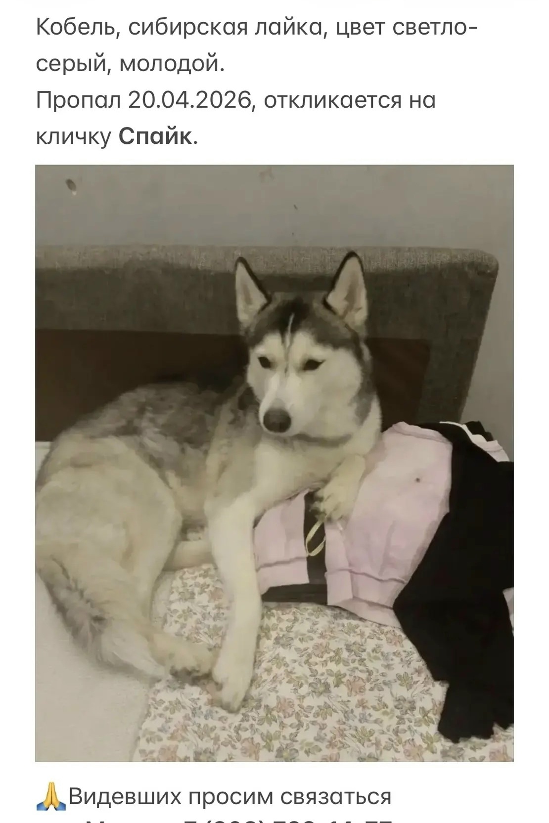 Пропала собака в Лобне