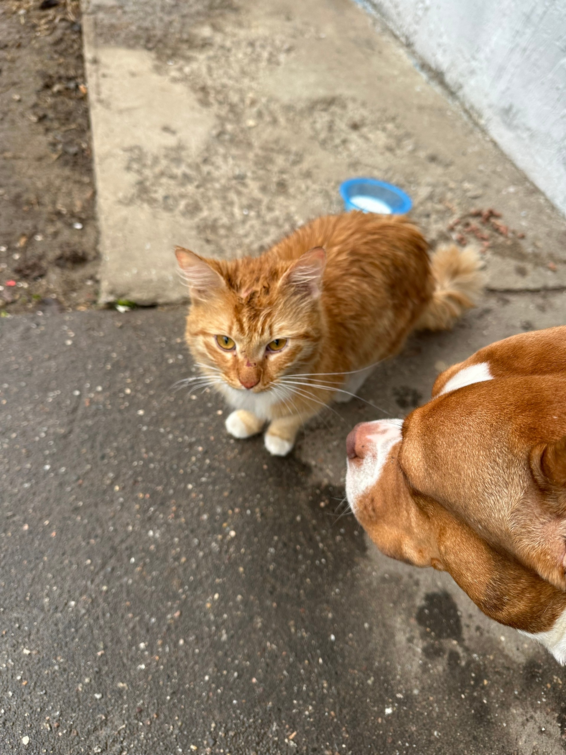 Найдена собака в Лобне