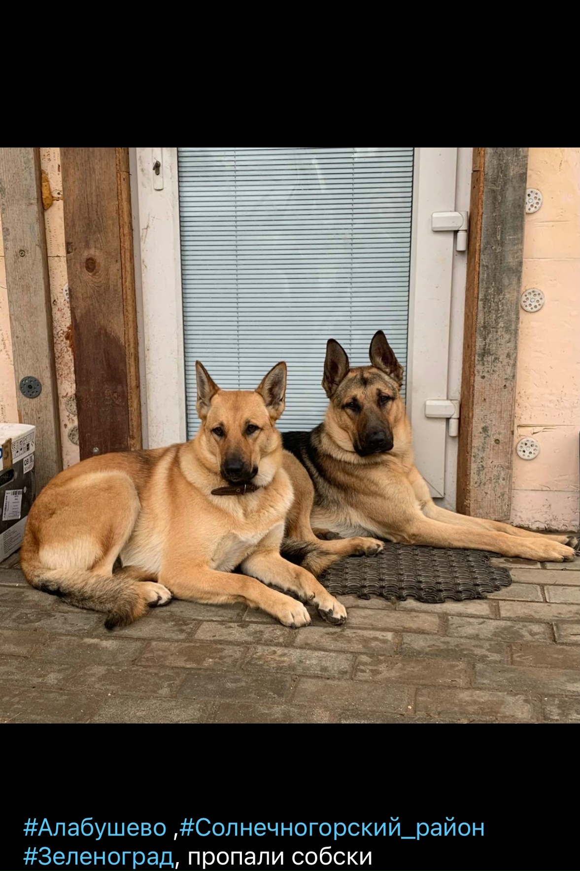Найдена собака в Лобне — фото объявления