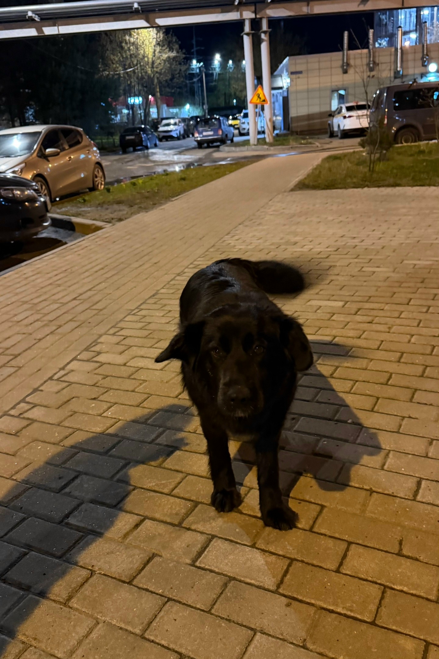 Найдена собака в Лобне — фото объявления