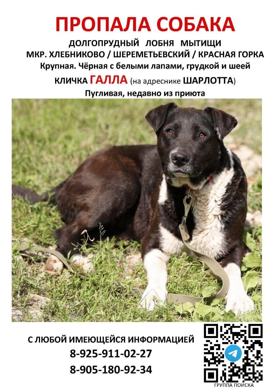 Найдена собака в Лобне — фото объявления