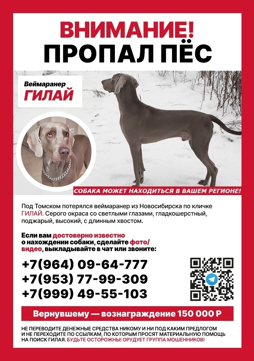 Найдена собака в Лобне — фото объявления