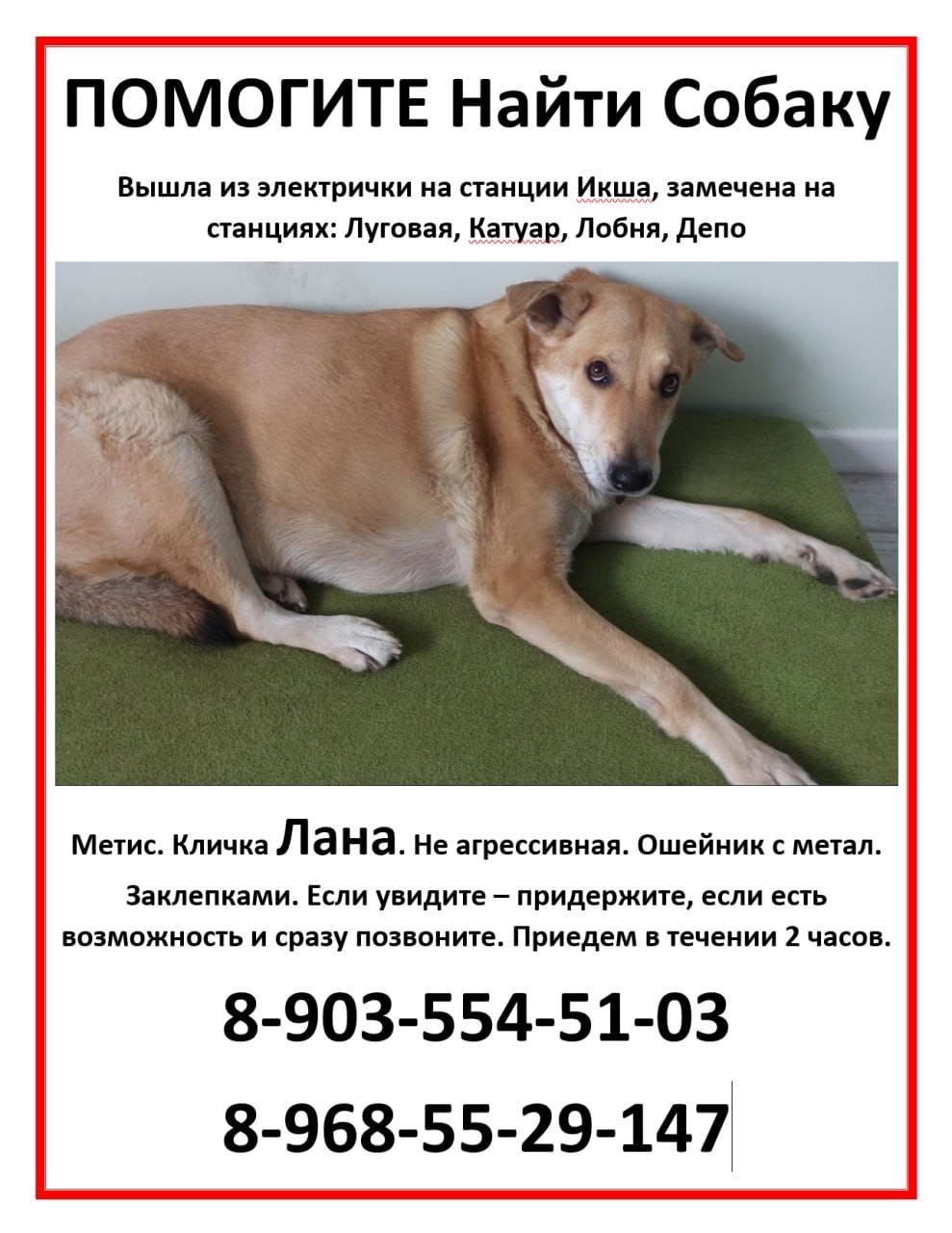 Найдена собака в Лобне — фото объявления