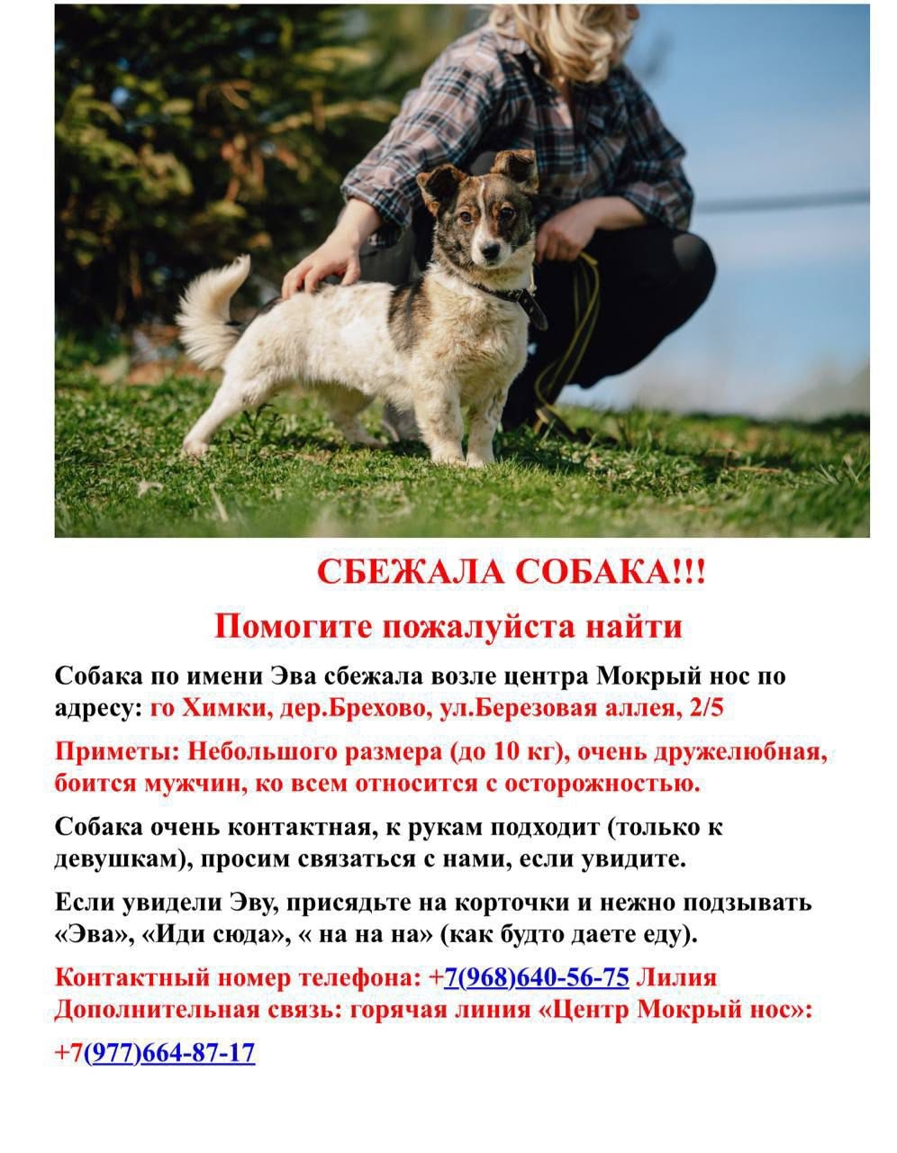 Найдена собака в Лобне — фото объявления