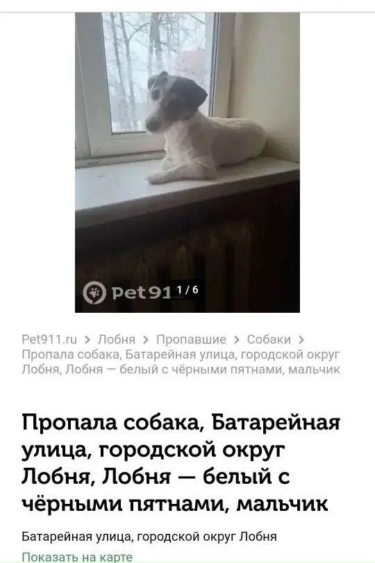 Найдена собака в Лобне — фото объявления