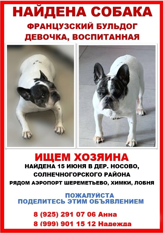 Найдена собака в Лобне — фото объявления