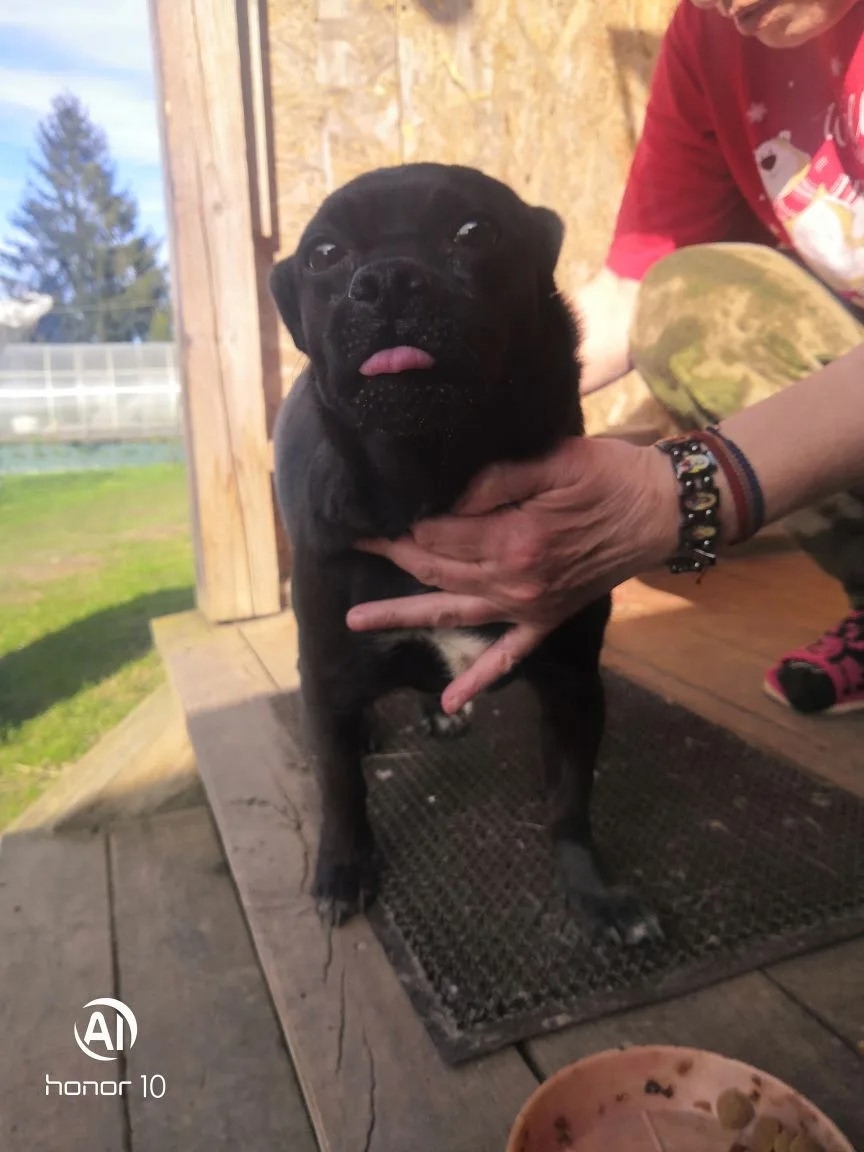 Найдена собака в Клине — фото объявления