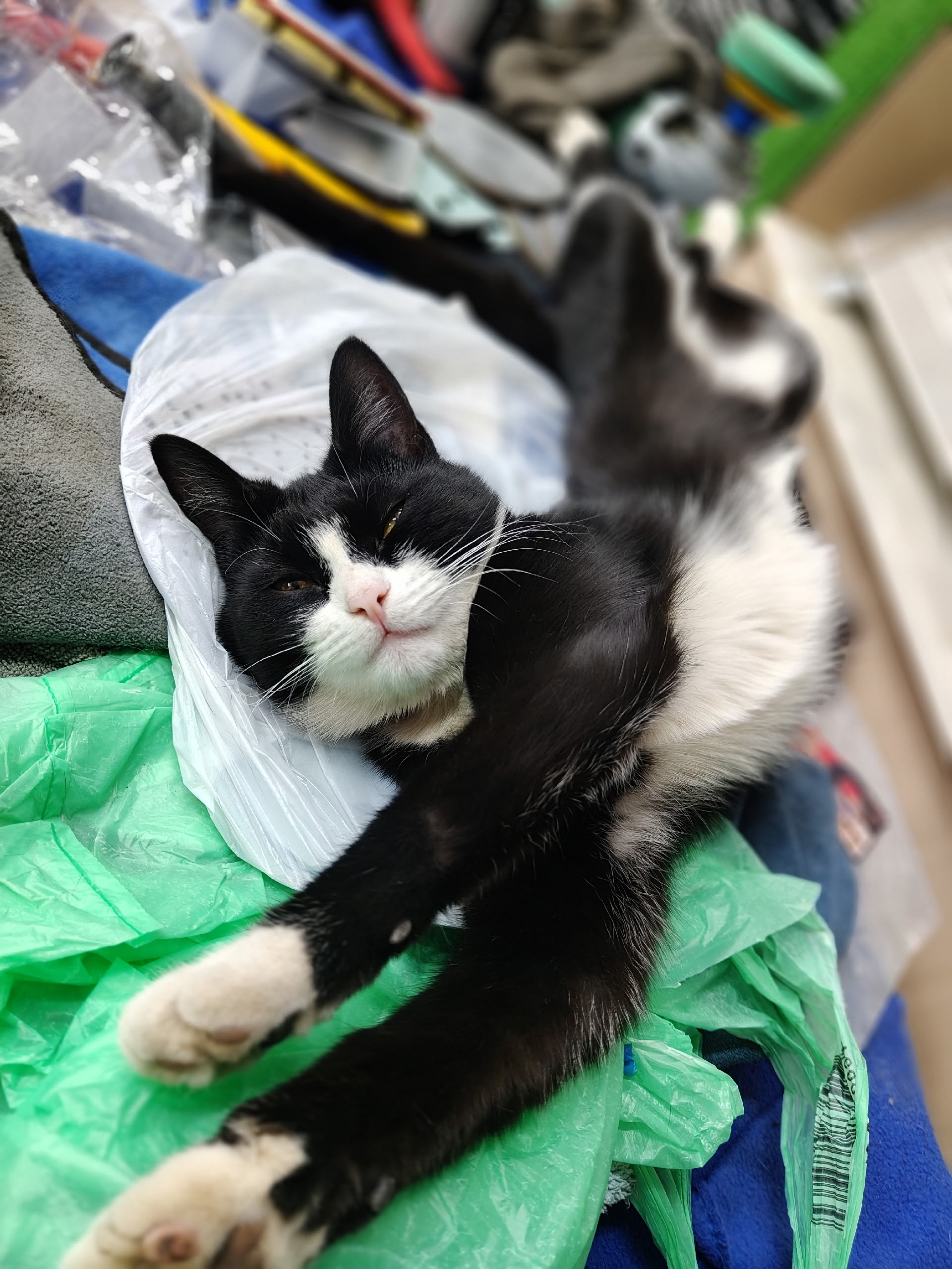 Пропала кошка в Клине — фото объявления