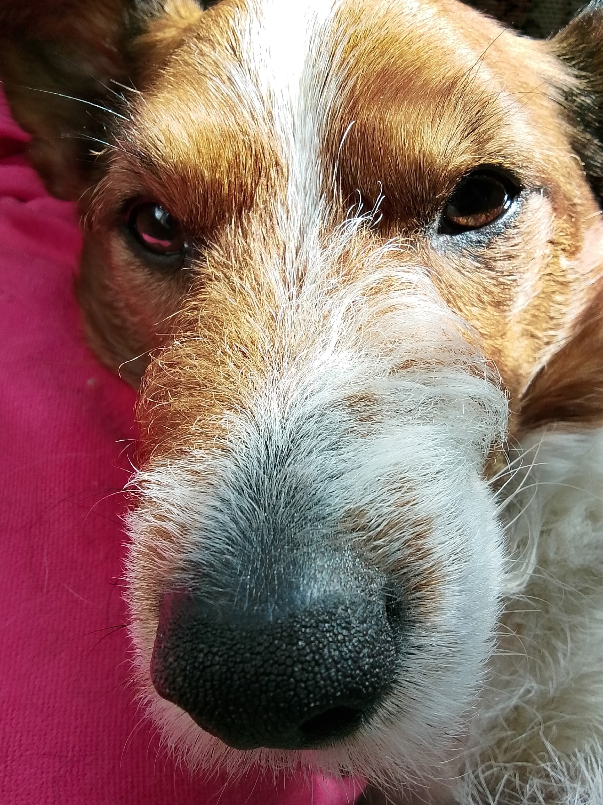 Найдена собака в Клине — фото объявления