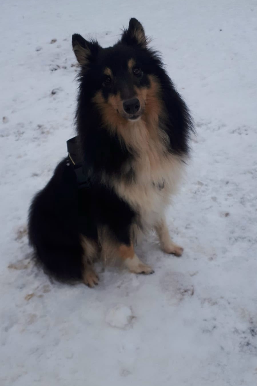 Объявление о питомце в Клине — фото объявления