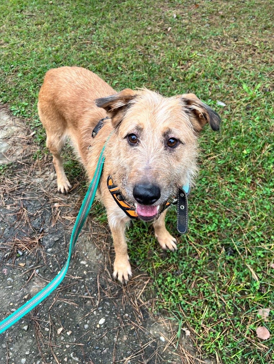 Пропала собака в Клине — фото объявления