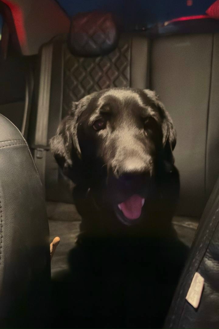 Найдена собака в Клине — фото объявления