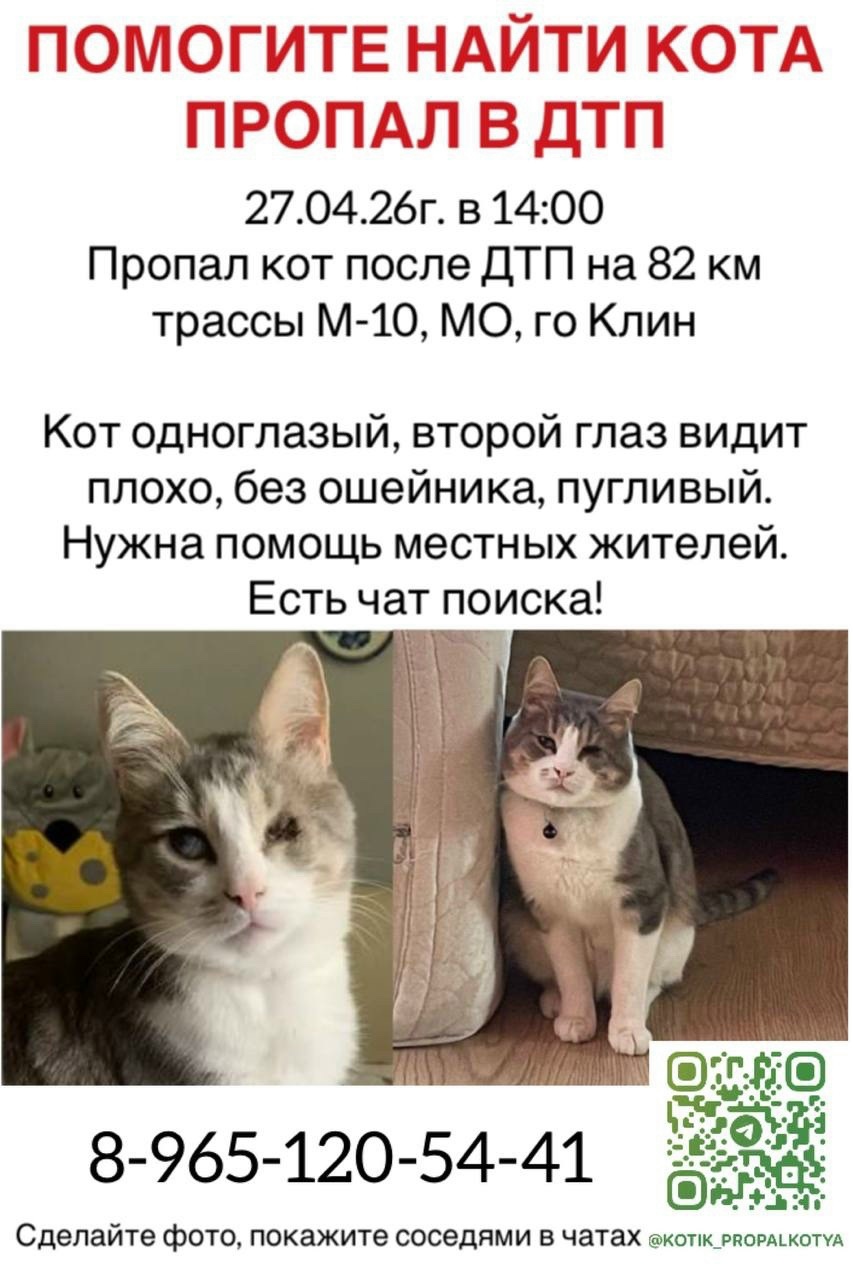 Найдена кошка в Клине — фото объявления