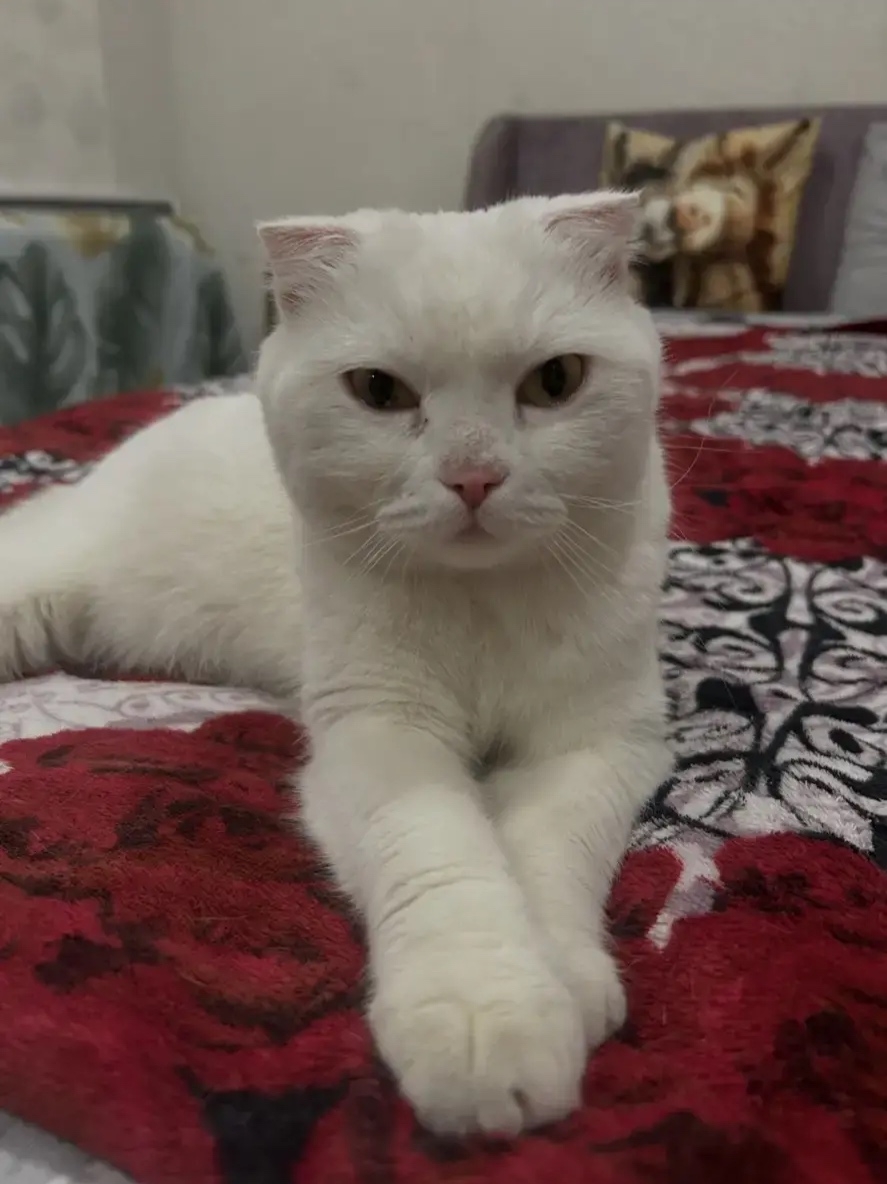 Объявление о питомце в Сургуте — Ищет дом или старых хозяев вислоухая красавица!