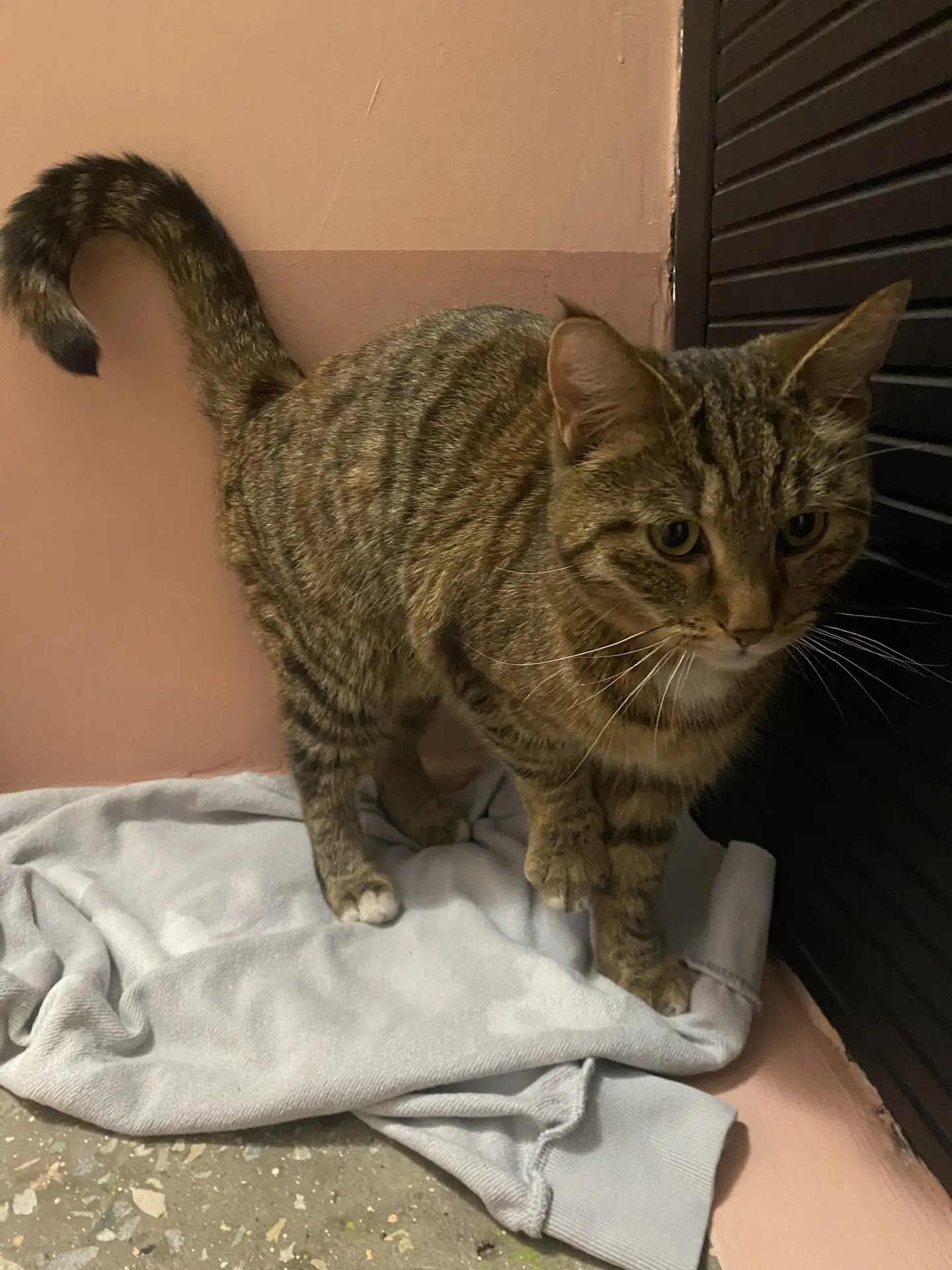 Пропала собака в Сургуте — фото объявления