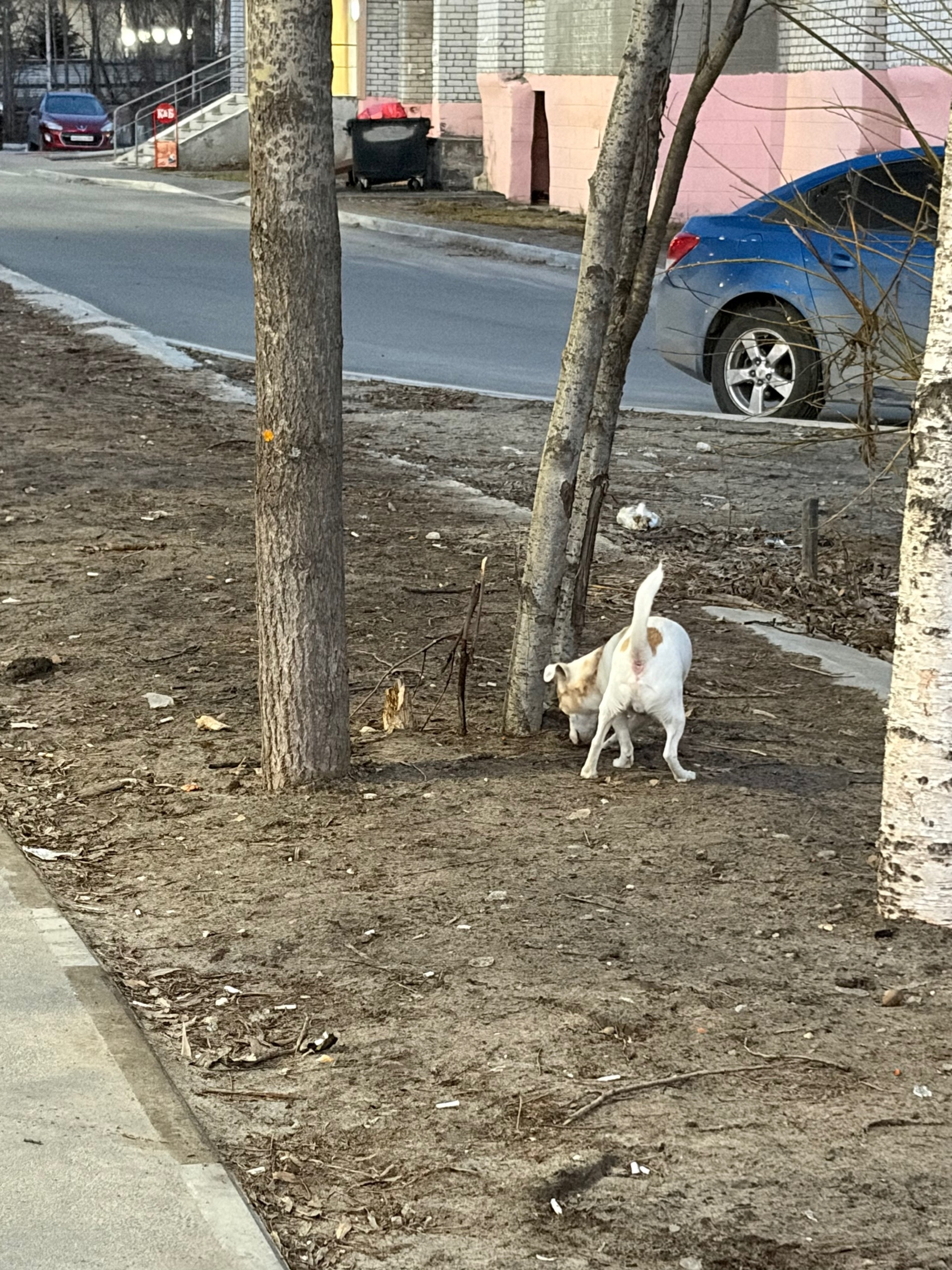 Найдена собака в Сургуте — фото объявления