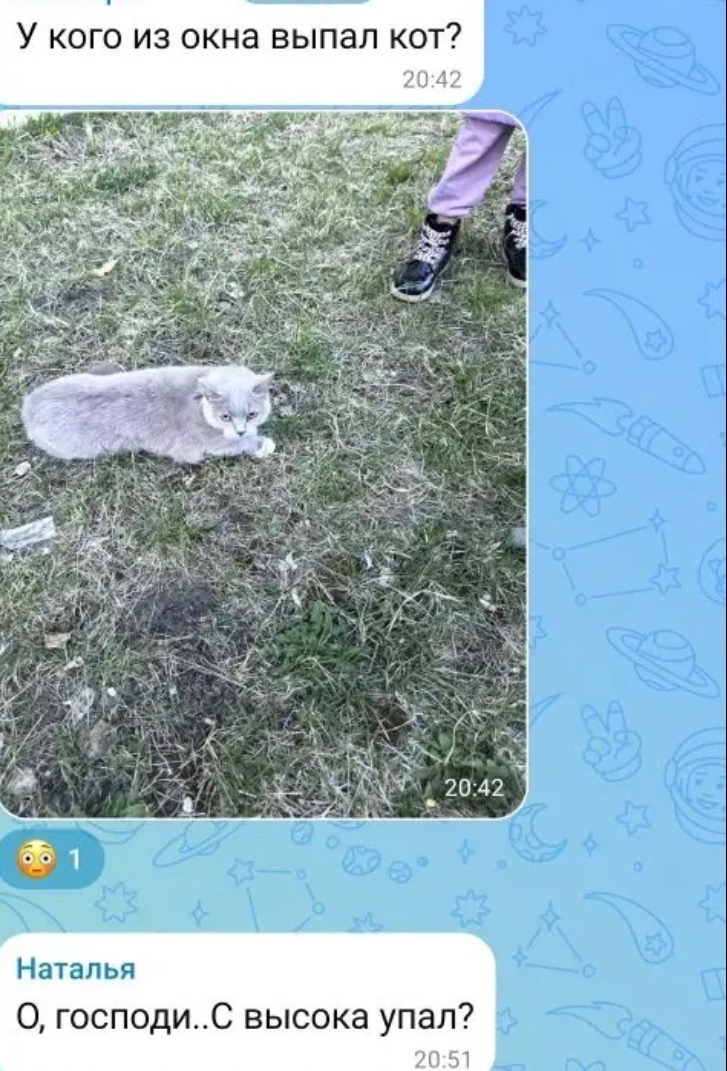 Найдена кошка в Сургуте — фото объявления