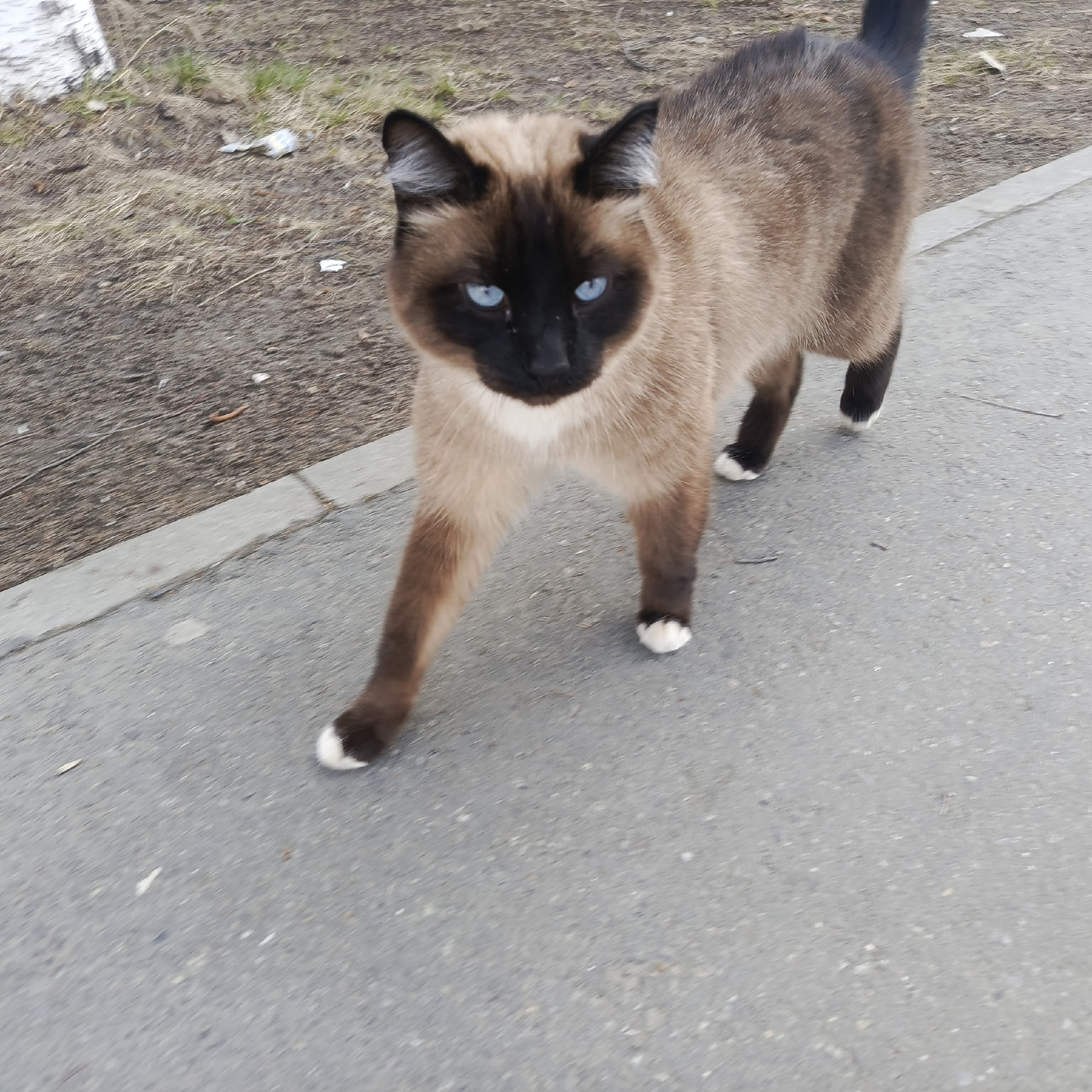Объявление о питомце в Сургуте — фото объявления