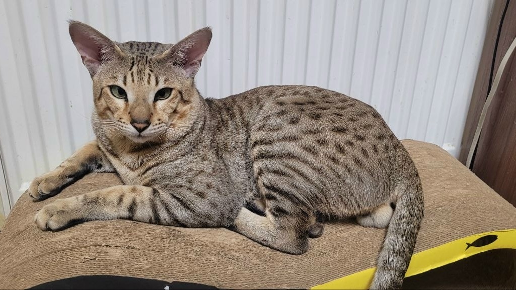 Объявление о питомце в Сургуте — фото объявления