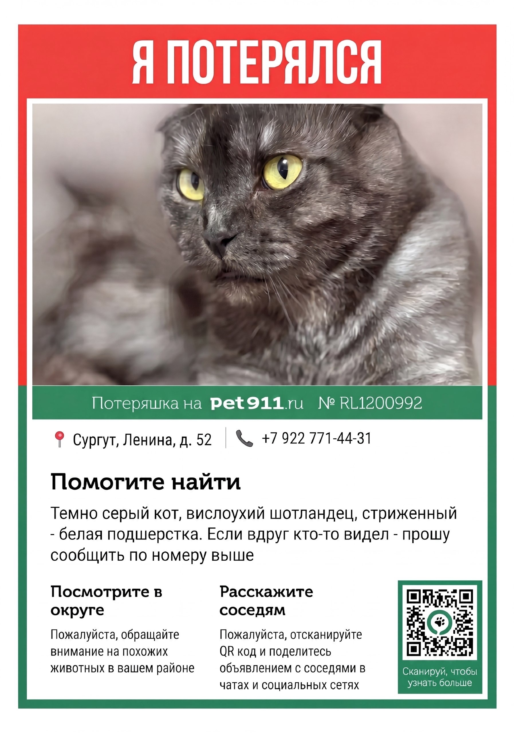 Найдена кошка в Сургуте — фото объявления