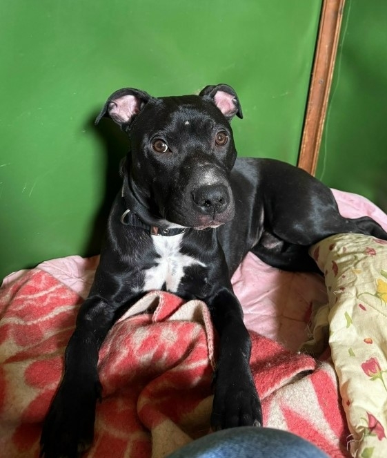 Найдена собака в Обнинске — фото объявления